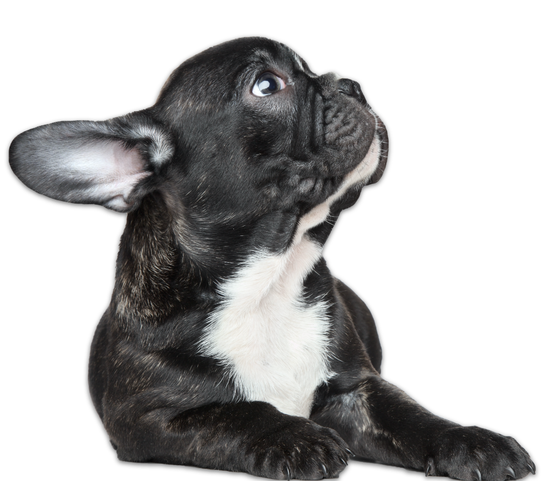 Better Choice Company - French Bulldog looking up